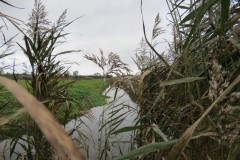 15.-Downstream-from-Perrymoor-Confluence-3