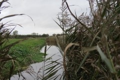 15.-Downstream-from-Perrymoor-Confluence-4