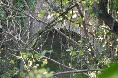 51.-Cary-Bridge-Downstream-Arch