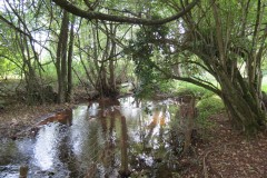 IMG_1619