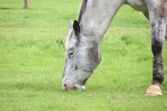 IMG_1690