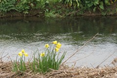 6.-Daffodils-by-River-Isle-near-Red-bridge-2