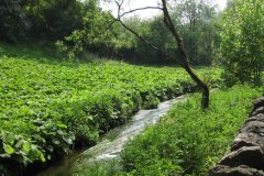 49Upstream-From-Shepton-Road-Bridge-1