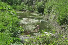 54Looking-Upstream-from-Shepton-Road-Bridge