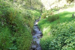 15. Flowing through Treborough Plantation