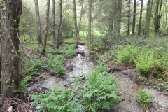 6. Withiel Hill headwaters join