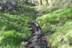 7. Flowing through Treborough Plantation
