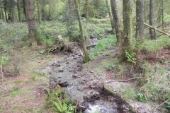 8. Withiel Hill headwaters join
