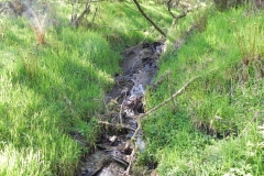 9. Flowing through Treborough Plantation