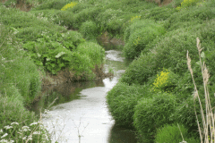 14.-Downstream-from-Meads-Lane-Bridge