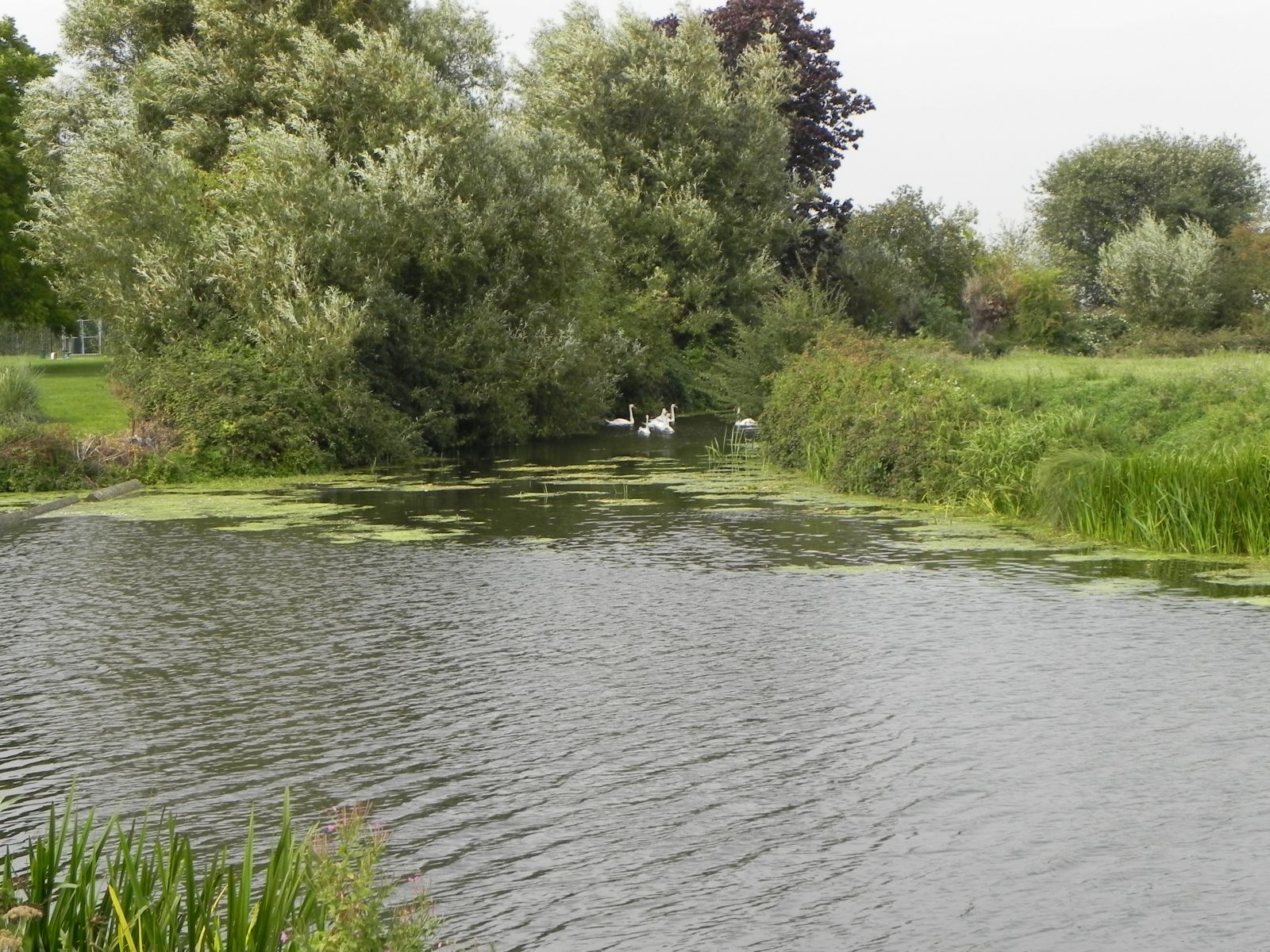 15.-Cripps-River-and-South-Drain-Join