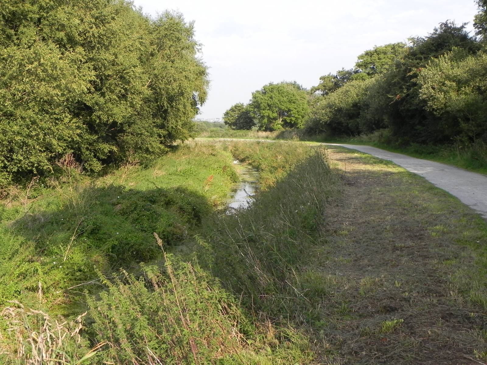 1a.-Glastonbury-Canal-upstream-from-Ashcott-Bridge