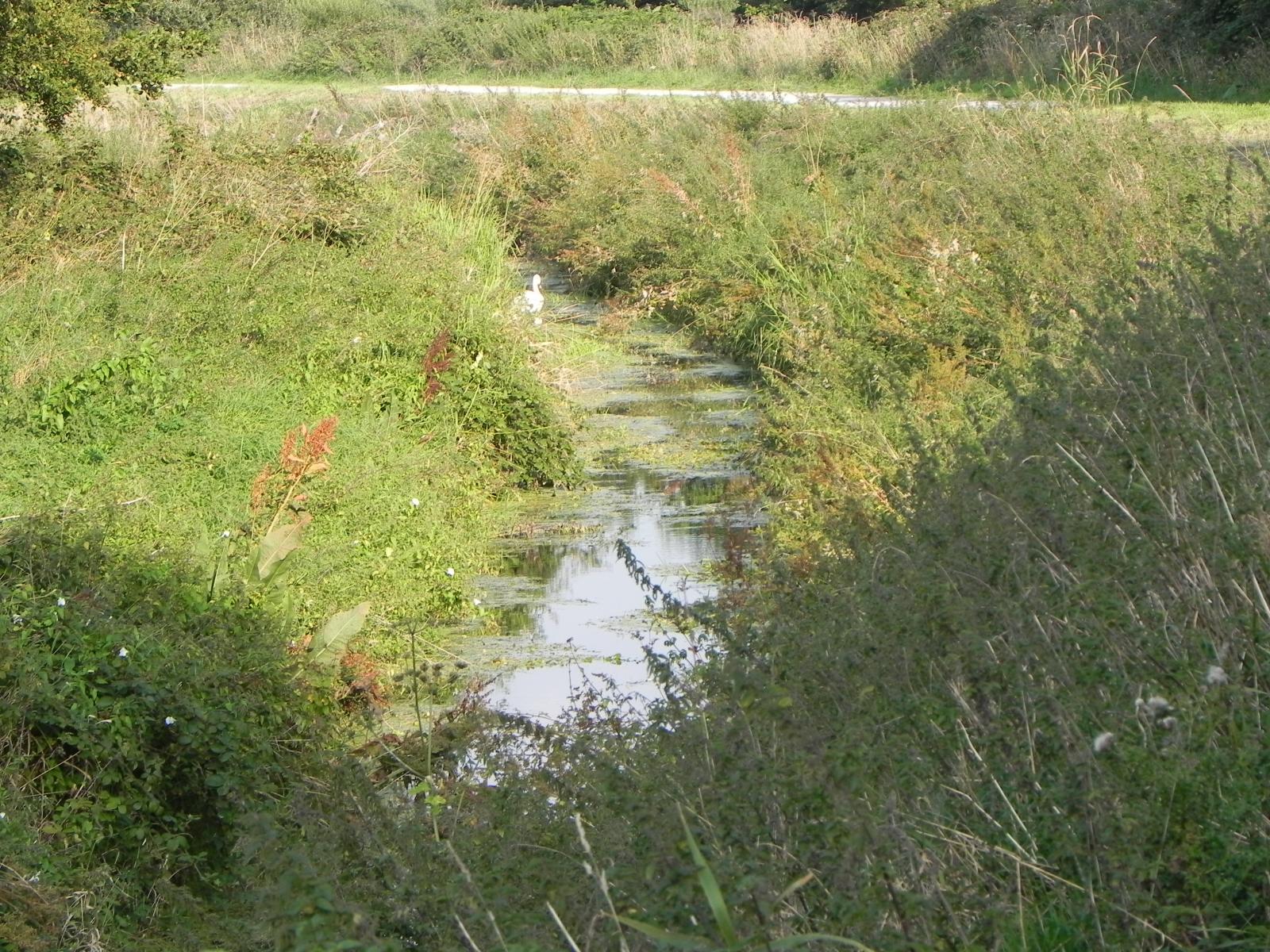 1b.-Glastonbury-Canal-upstream-from-Ashcott-Bridge