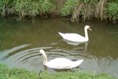 67.-Swans-Downstream-from-Cooks-Corner