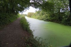 18.-Canal-between-Westcott-Bridge-and-Ayshford-Bridge-4