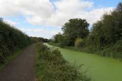 18.-Canal-between-Westcott-Bridge-and-Ayshford-Bridge-6