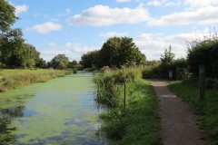 23.-Looking-upstream-from-Ayshford-Bridge