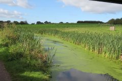 26.-Looking-downstream-from-Ayshford-Bridge