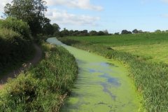 27.-Looking-downstream-from-Ayshford-Bridge