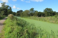 28.-Canal-between-Ayshford-Bridge-and-Holbrook-Bridge-3