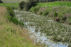 19.-Downstream-from-Somerton-Fishponds-Footbridge-2