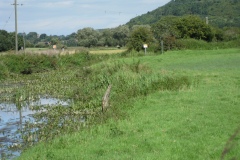 20.-Downstream-from-Somerton-Fishponds-Footbridge-4