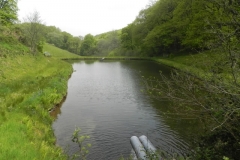 25. Old Stowey Wood pond