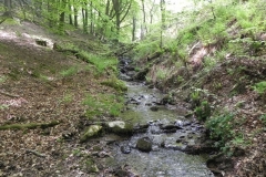 30. Flowing through Old Stowey Wood