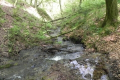 31. Flowing through Old Stowey Wood