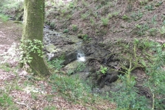 32. Flowing through Old Stowey Wood