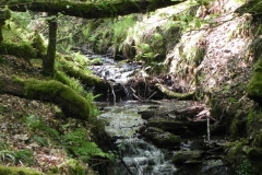 33. Flowing through Old Stowey Wood