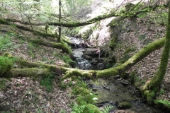 34. Flowing through Old Stowey Wood