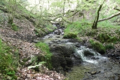 35. Flowing through Old Stowey Wood