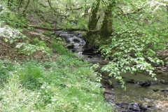 36. Flowing through Old Stowey Wood