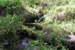 37. Flowing through Old Stowey Wood