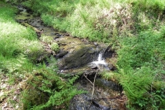 38. Flowing through Old Stowey Wood