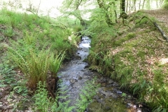 39. Flowing through Old Stowey Wood