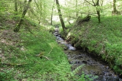 40. Flowing through Old Stowey Wood
