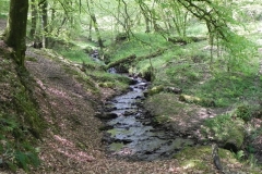 41. Flowing through Old Stowey Wood
