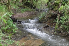 26. Flowing through Roadway Wood