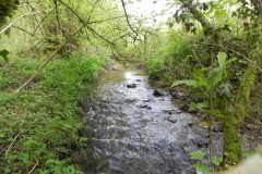 28. Flowing through Roadway Wood