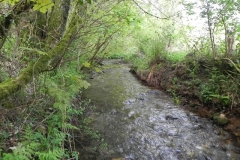 29. Flowing through Roadway Wood