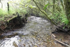 30. Flowing through Roadway Wood
