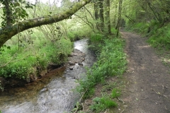 31. Flowing through Roadway Wood