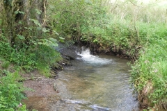 32. Flowing through Roadway Wood