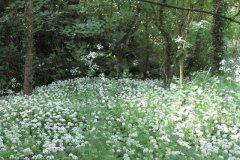 69-Downstream-from-Higher-Mill-Croscombe-1