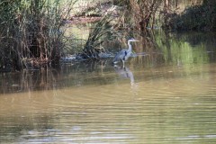3.-Heron-in-Hankridge-Water-Park