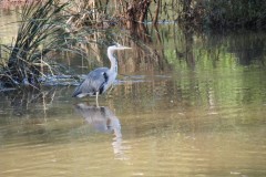 4.-Heron-in-Hankridge-Water-Park