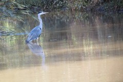 5.-Heron-in-Hankridge-Water-Park