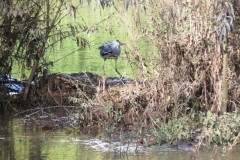 5a.-Heron-in-Hankridge-Water-Park